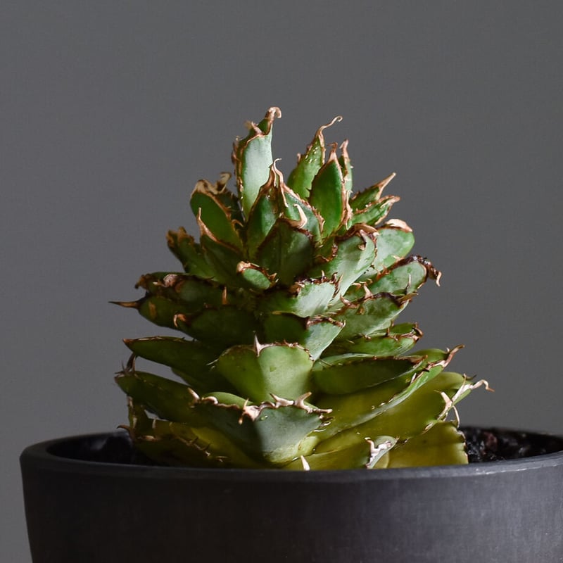 アガベ チタノタ フィリグリーデビル【激レア株！デビル！コレクション