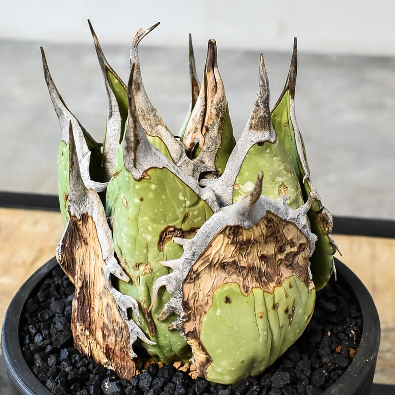 アガベ オアハカ 