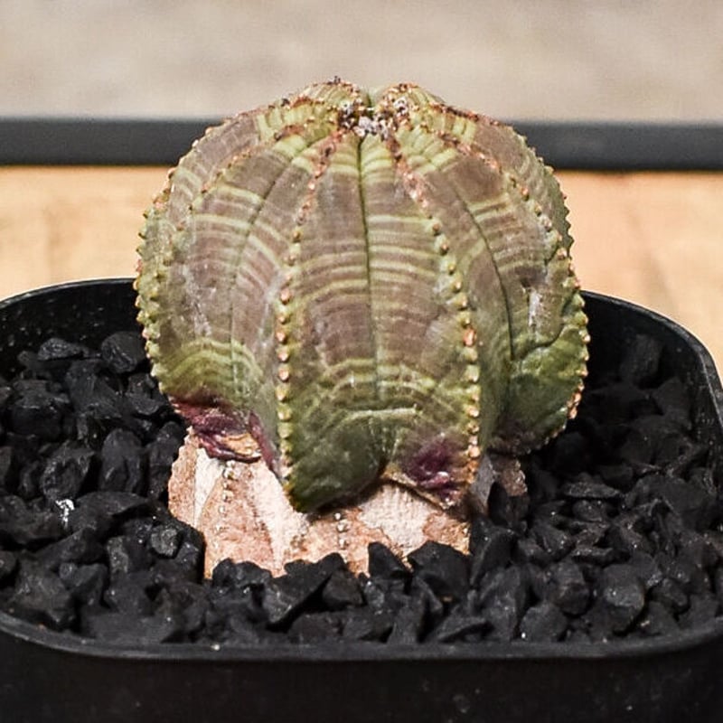 ユーフォルビア オベサ /オールド オベサ （発根済み）RF230399