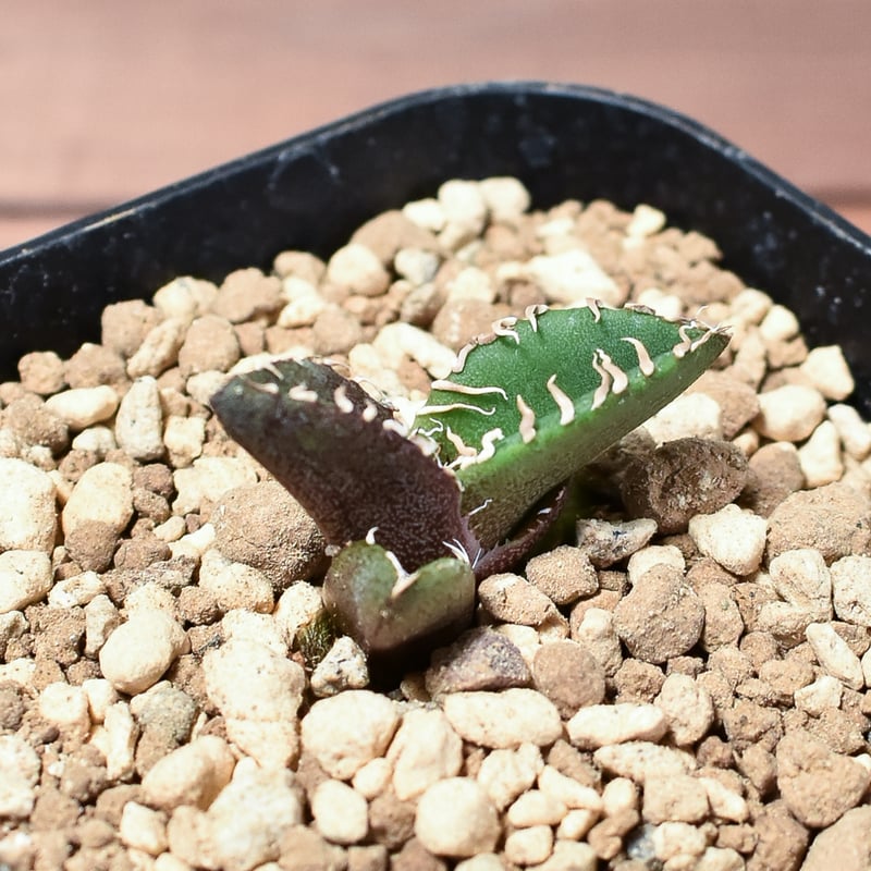 アガベ チタノタ 