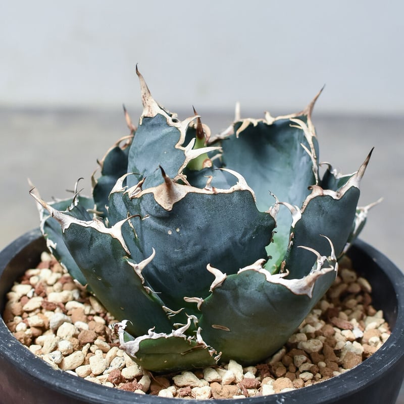 アガベ チタノタ 