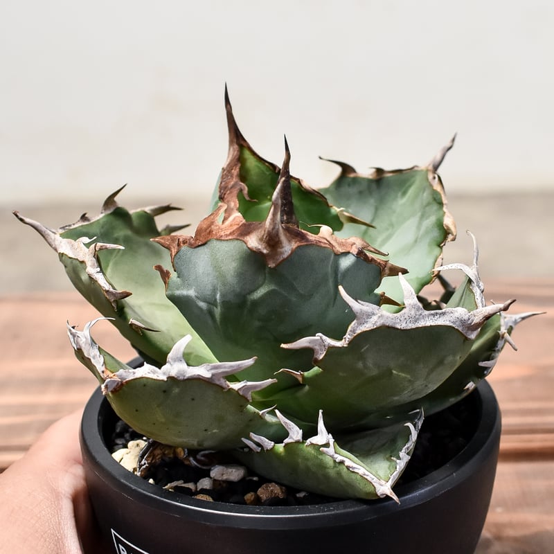 アガベ チタノタ クラブ 