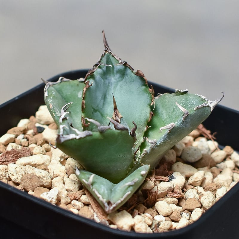 アガベ チタノタ 