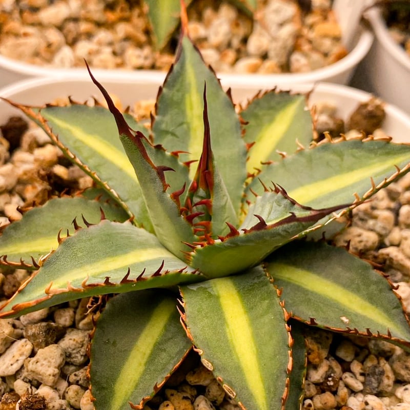 アガベ ハイブリット 