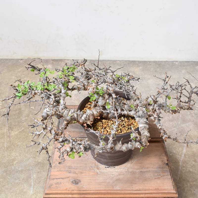 RAFLUMコレクション】コミフォラ エイル 【現地球/発根済み】A