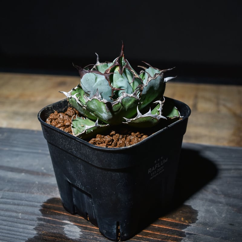 アガベ チタノタ ブラックアンドブルー 