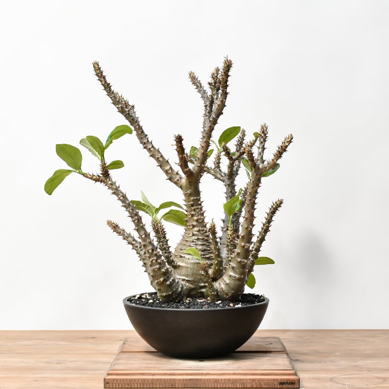 RAFLUMコレクション】パキポディウム ウィンゾリー 