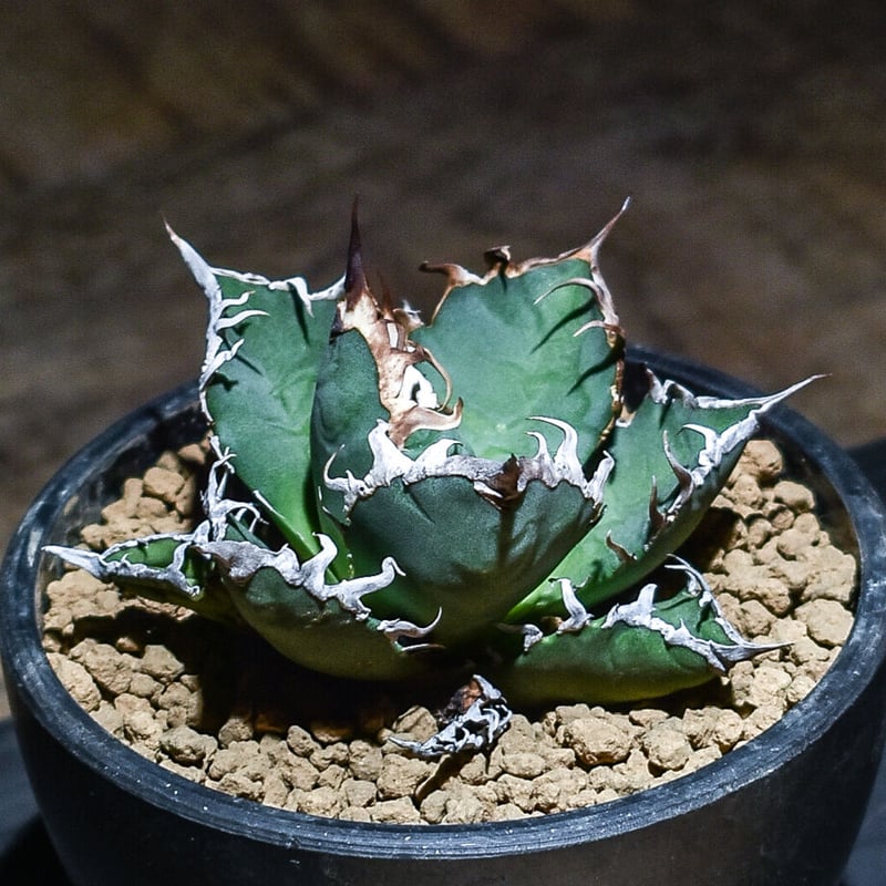 アガベ チタノタ シーザー コレクション株 トニー血統 親株出品 2026年