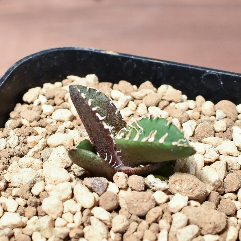 アガベ チタノタ 