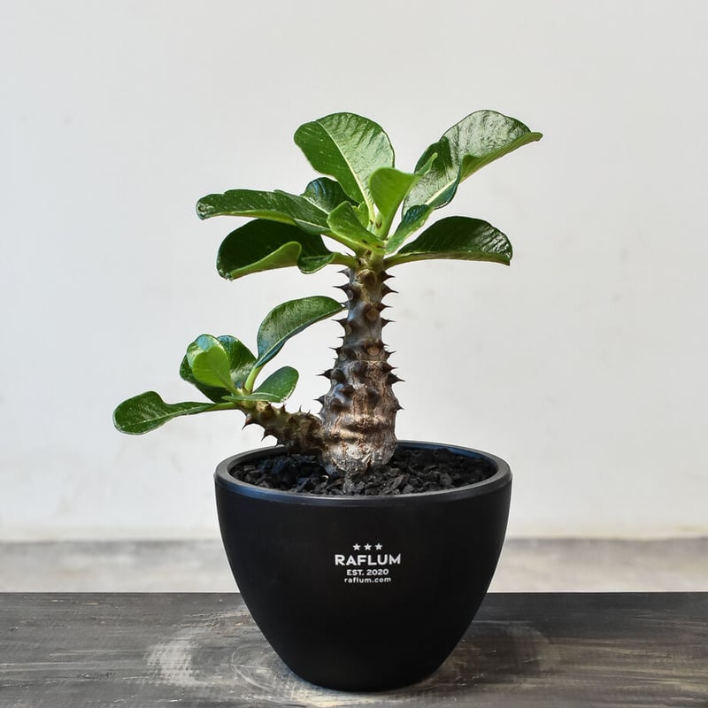 パキポディウム ウィンゾリー （実生）RF231721(T) | RAFLUM