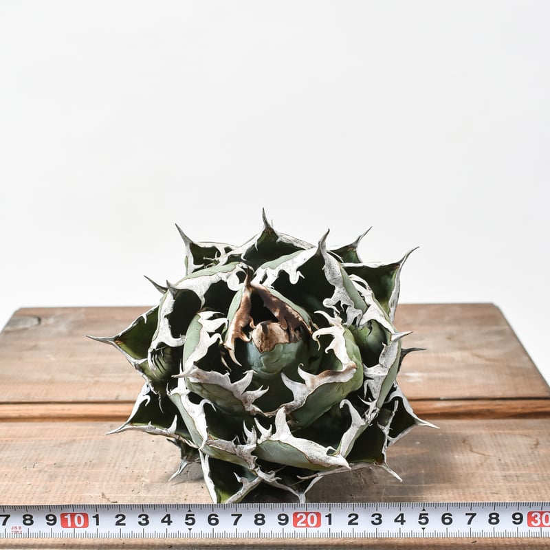 国内実生最高峰】アガベ オテロイ 