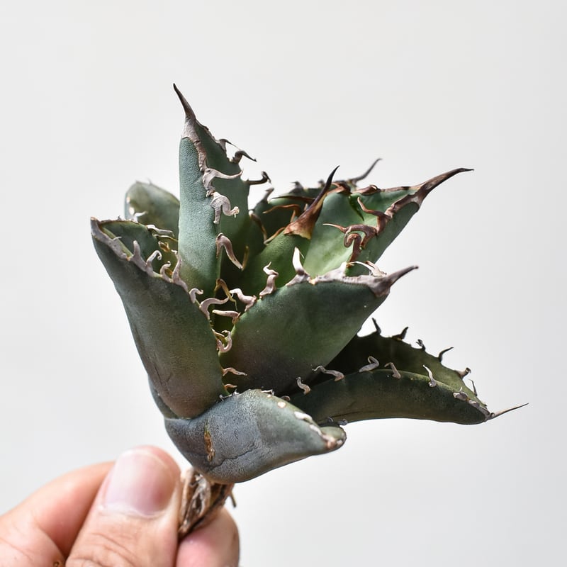 アガベ チタノタ 