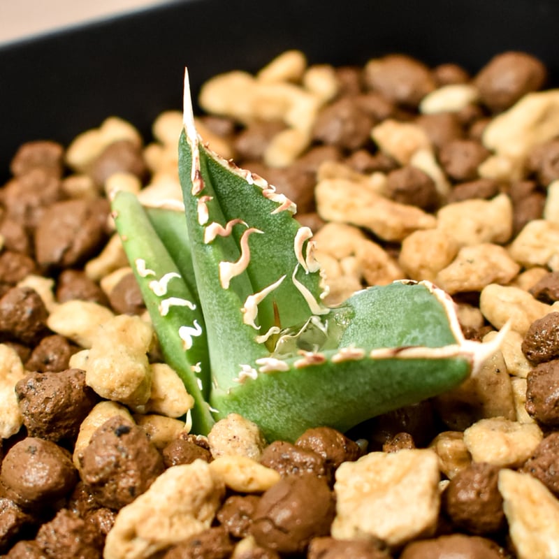 アガベ チタノタ ホオジロザメ 