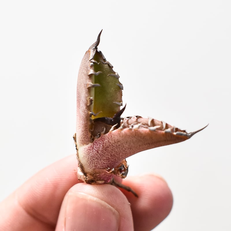 アガベ チタノタ DENNIS040 デニス040 