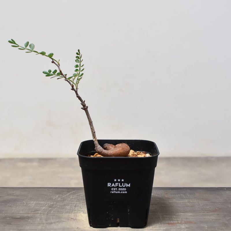 オペルクリカリア パキプス （実生）RF231684 | RAFLUM / ラフラム