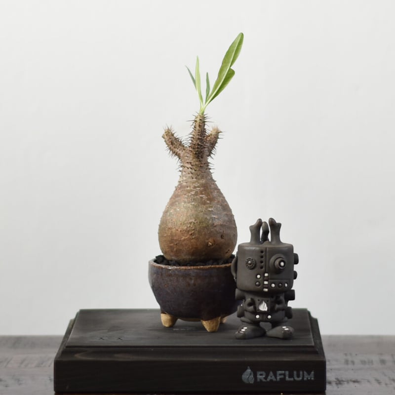 パキポディウム グラキリス 【発根済！こんもりとした良型！イチ押しの