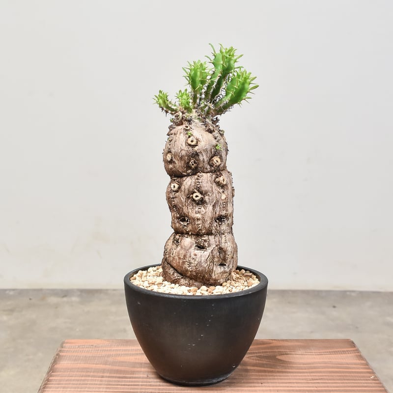 ユーフォルビア ムランジーナ 【発根済み】RF231973(T) | RAFLUM