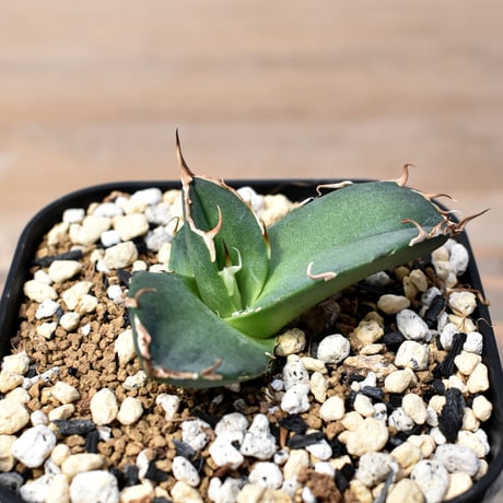 CATEGORY チタノタ シーザー | RAFLUM / ラフラム｜東京、大阪の塊根