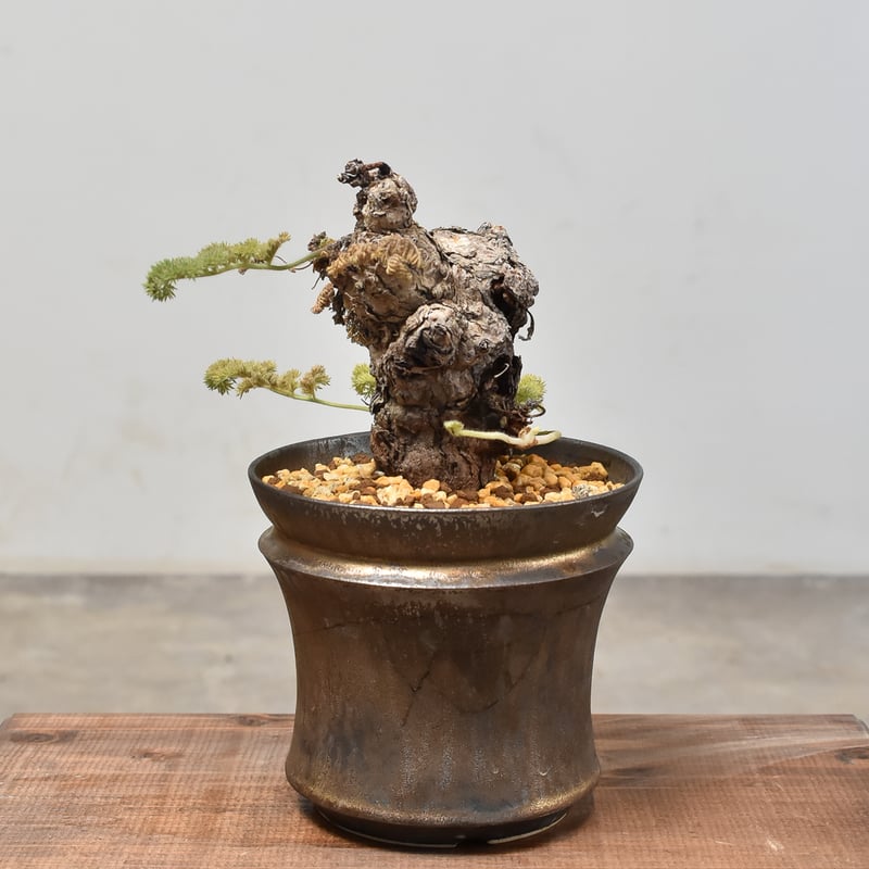 ペラルゴニウム トリステ 【発根済】HK232005 | RAFLUM / ラフラム