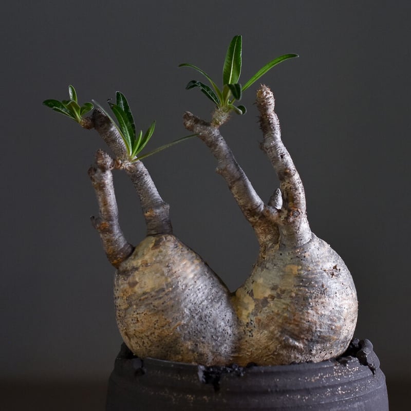 パキポディウム グラキリス二頭【イチ押し！パキポディウム系の人気者