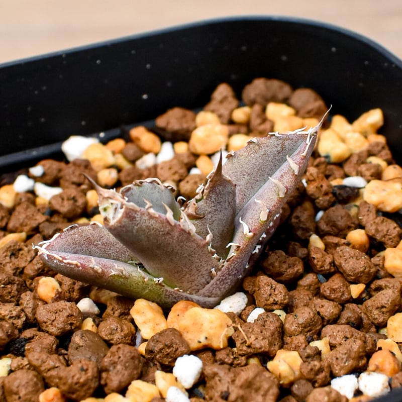 RAFLUM育成株 5個セット】アガベ Uriel oteroi seeding / ウリエ