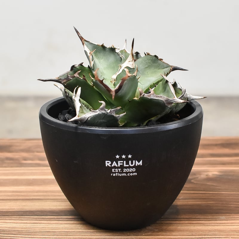 アガベ チタノタ アガベ チタノタ “阿修羅” “阿修羅丸” (発根済み