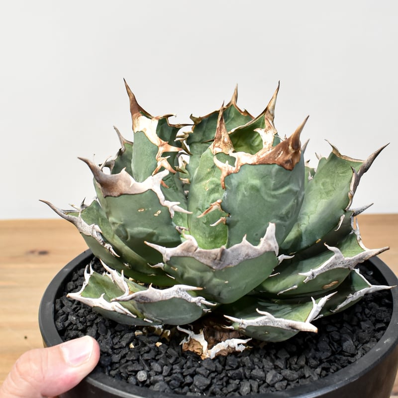 アガベ チタノタ 