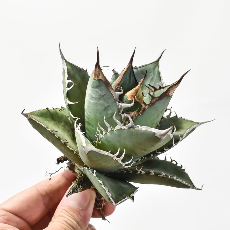 国内実生最高峰】アガベ オテロイ【OSPセレクト株 / 抜き苗 / 実生】42