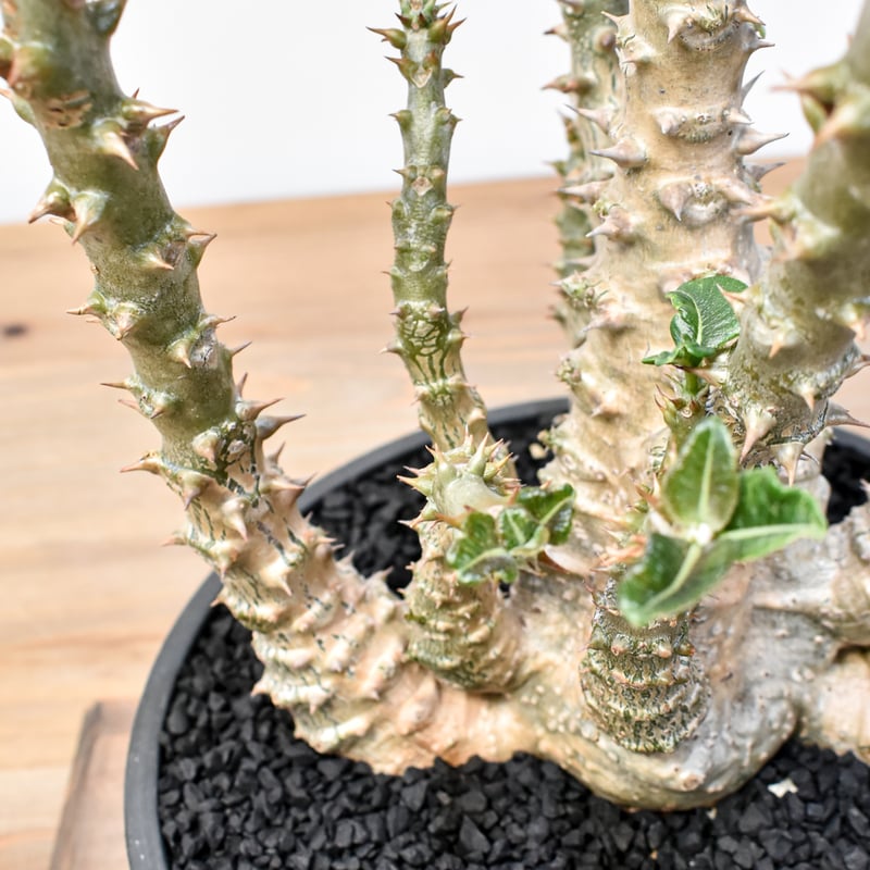 RAFLUMコレクション】パキポディウム ウィンゾリー 