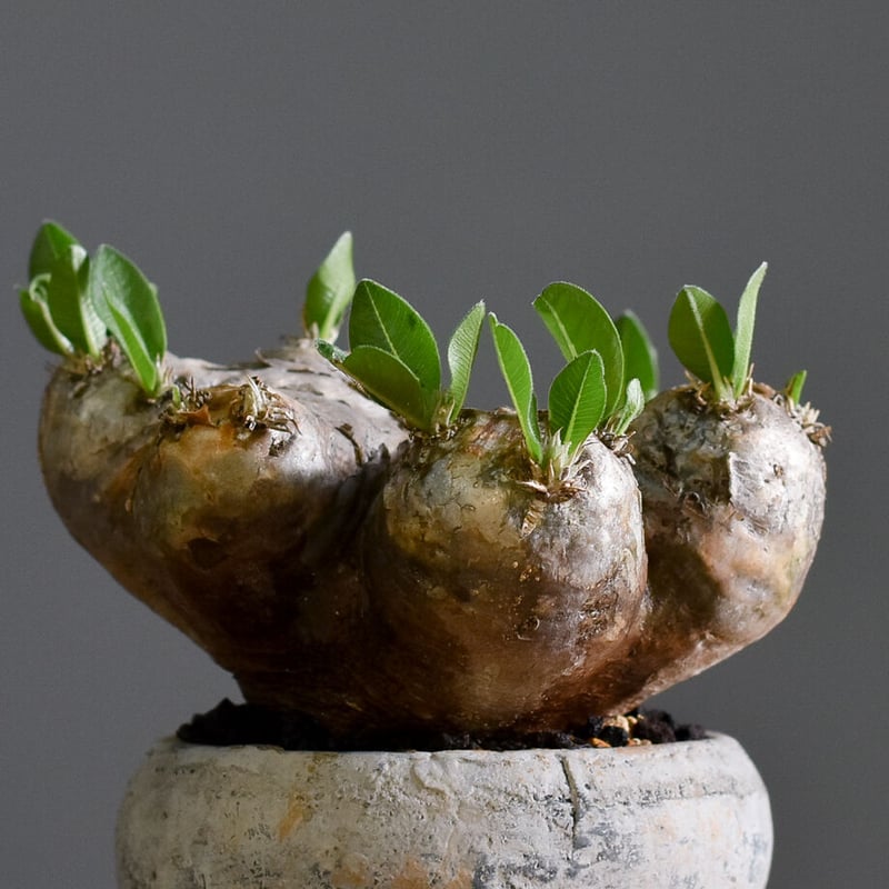 恵比寿笑い（パキポディウム ブレビカウレ）【大変希少で人気株