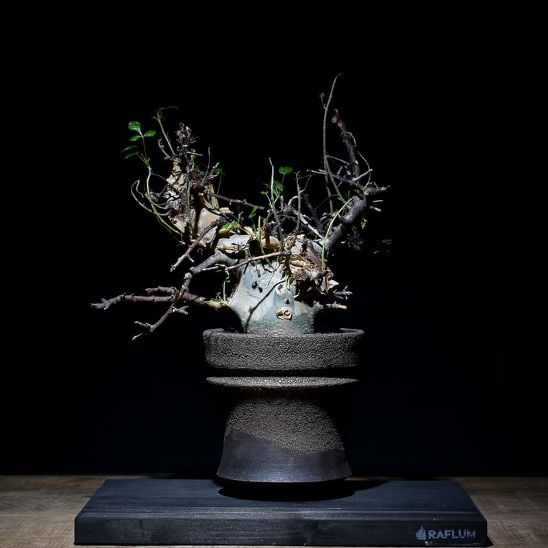 コミフォラ カタフ（ターカネンシス）【極太の幹！白緑のつるっとした