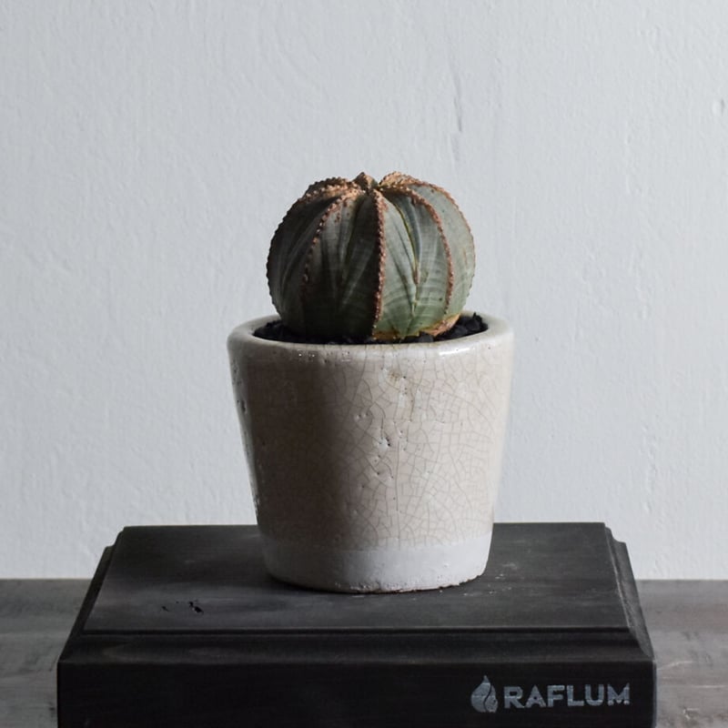 ユーフォルビア オベサ /オールド オベサ【根強い人気！！木質化の