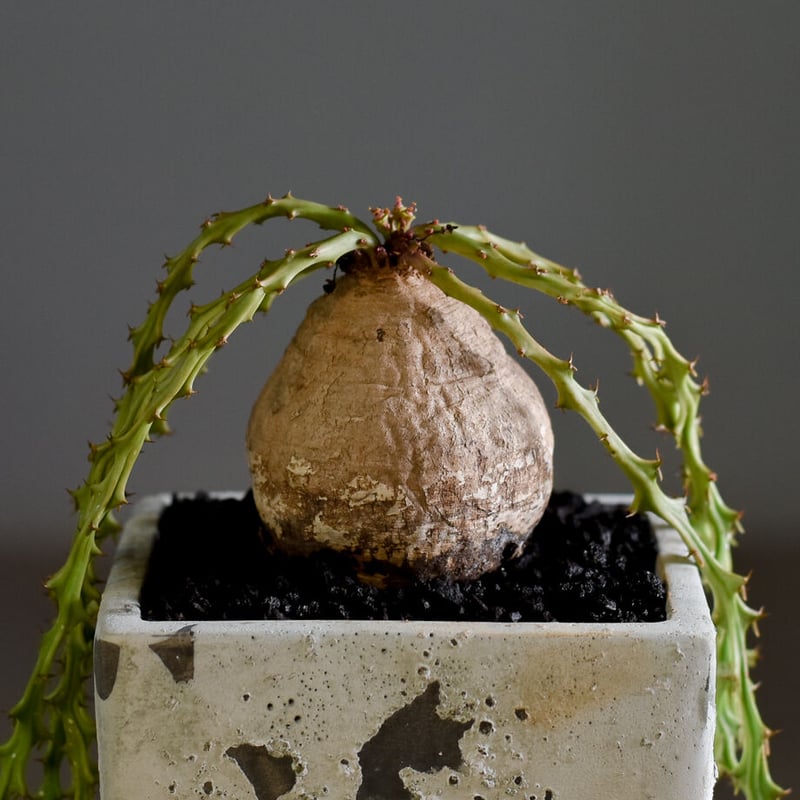 ユーフォルビア デシドゥア（蓬莱島）【注目度高め！！こんもり塊根部