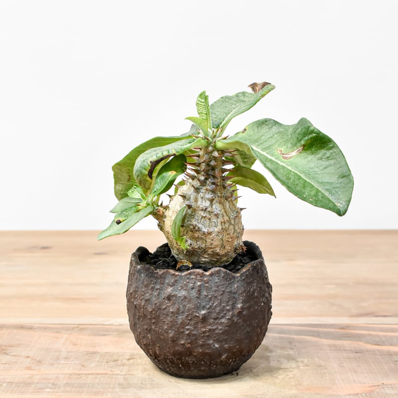 吉園芸】パキポディウム ウィンゾリー 【実生】B RFKI25011305 | RAFLUM