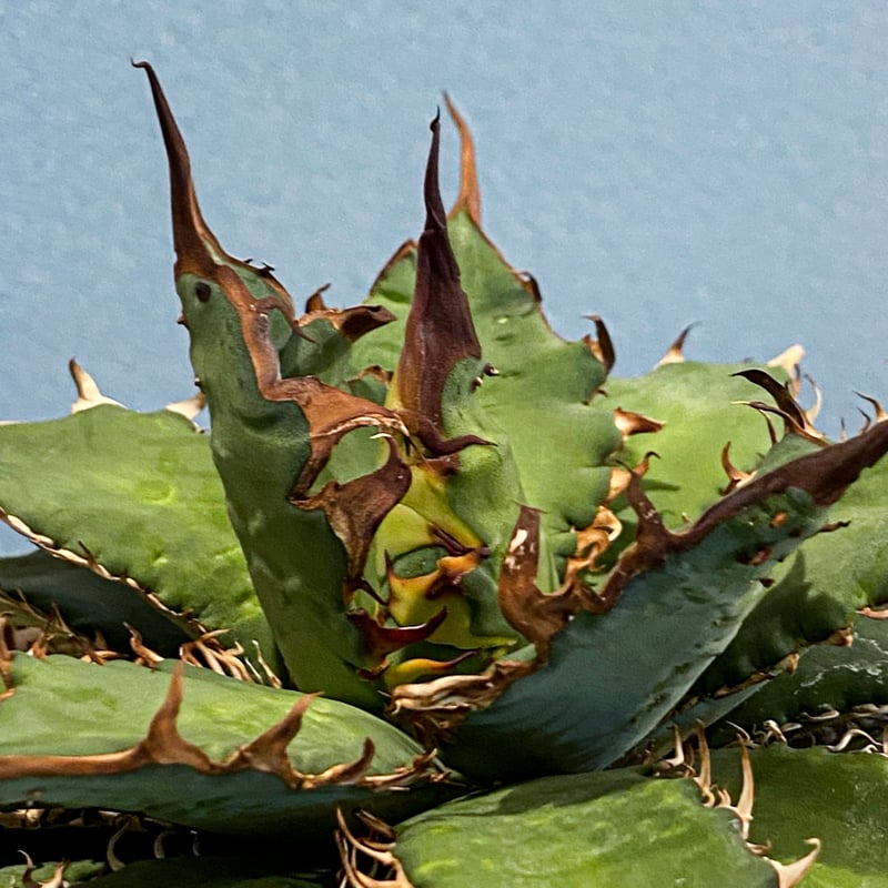 アガベ ハイブリッド 姫厳龍 × 木刺龍 キシロナカンサ ドラゴンアガベ