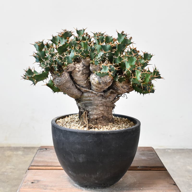 ユーフォルビア クラビゲラ 