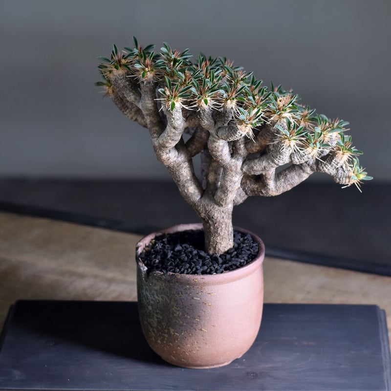 ユーフォルビア・ギラウミニアナ (現地球) RF22324 | RAFLUM / ラフラム