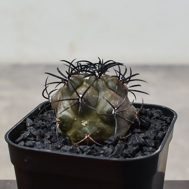 コピアポア グリセオビオラセア 