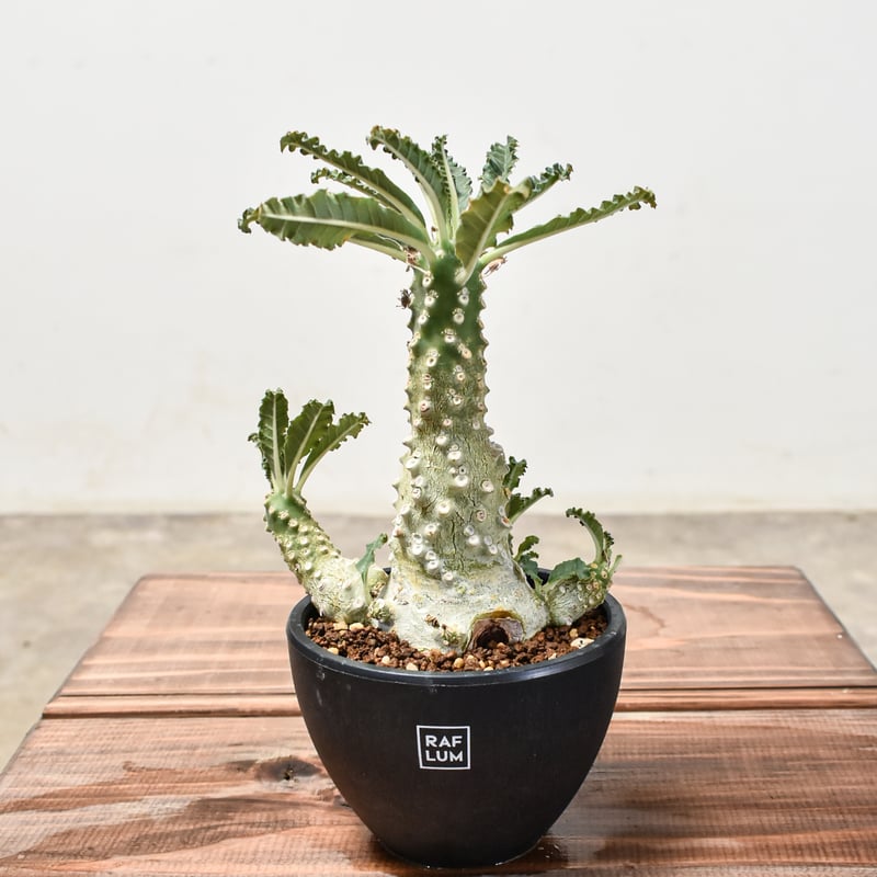 ドルステニア ラブラニー L【発根済み】GM2401768(T) | RAFLUM / ラフ