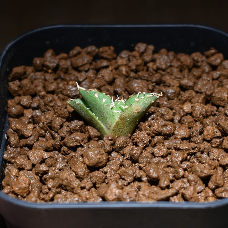 アガベ チタノタ 