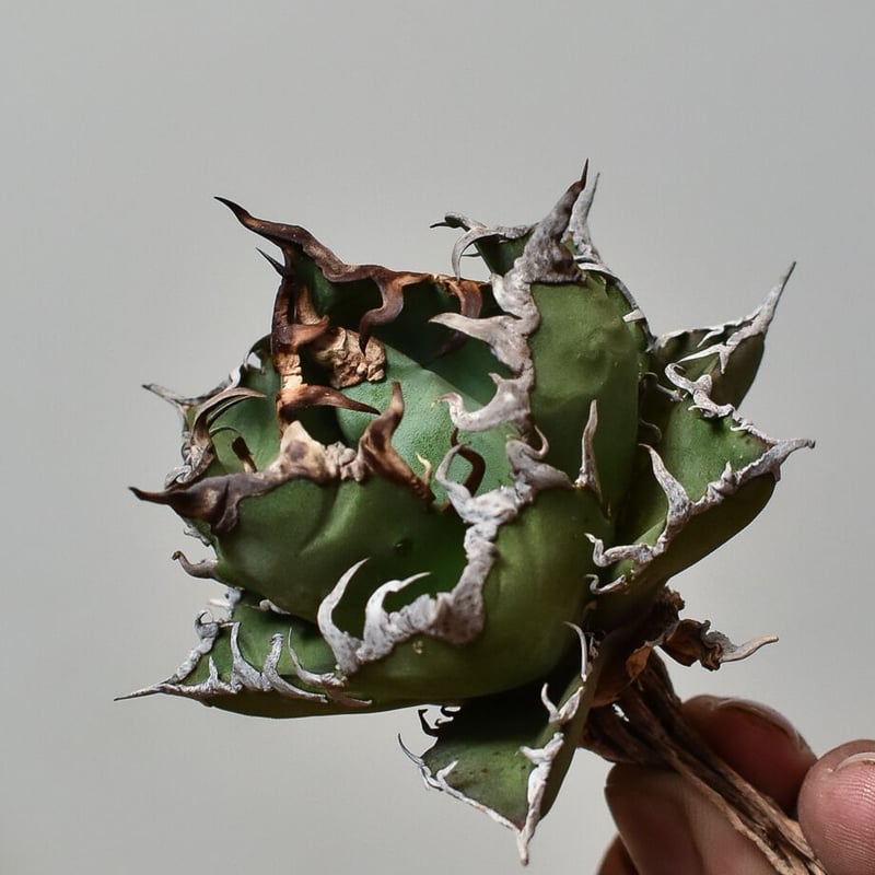 アガベ チタノタ 