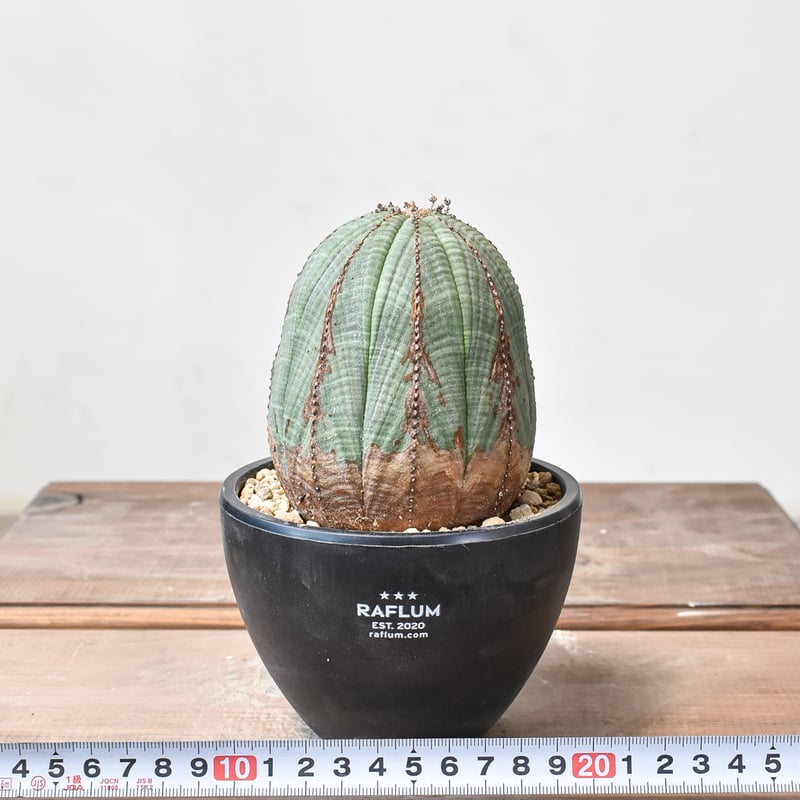 ユーフォルビア オベサ 【発根済み】HK2402397 (T) | RAFLUM / ラフラ