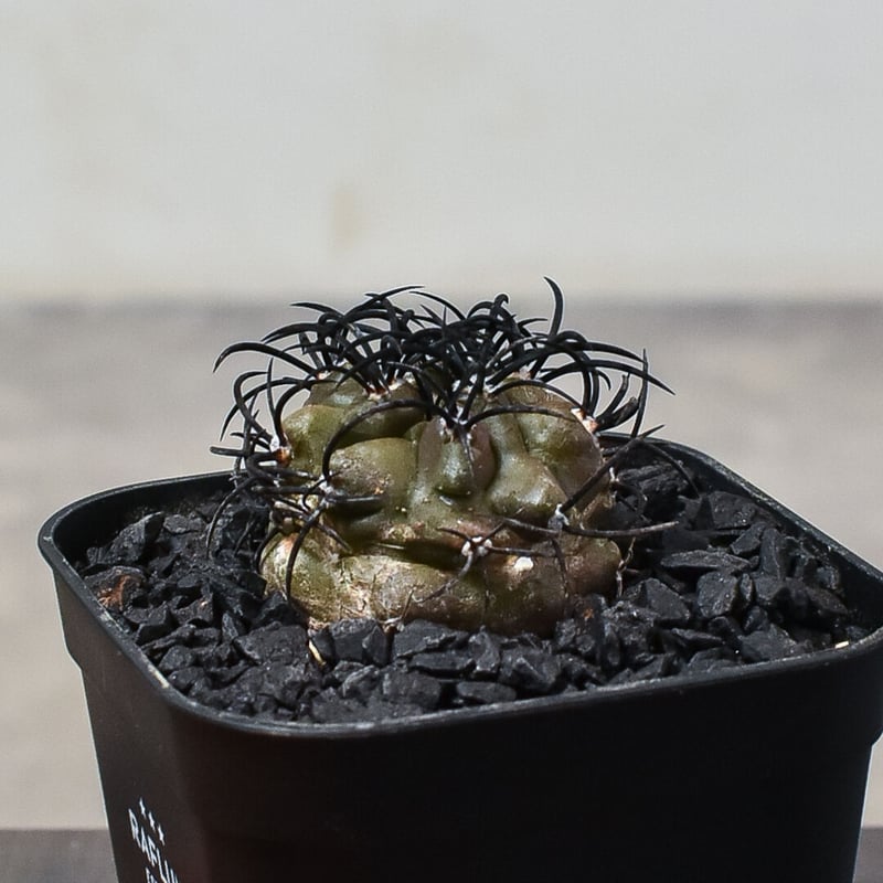 コピアポア グリセオビオラセア 