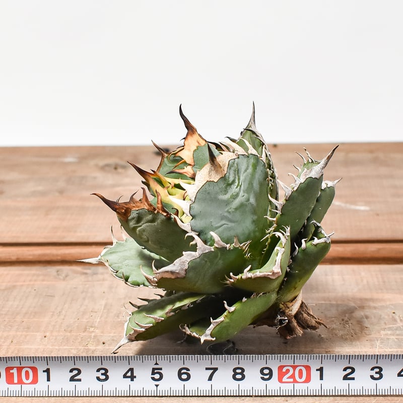 国内実生最高峰】アガベ オテロイ 