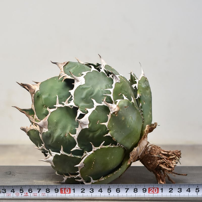 アガベ チタノタ オテロイ 