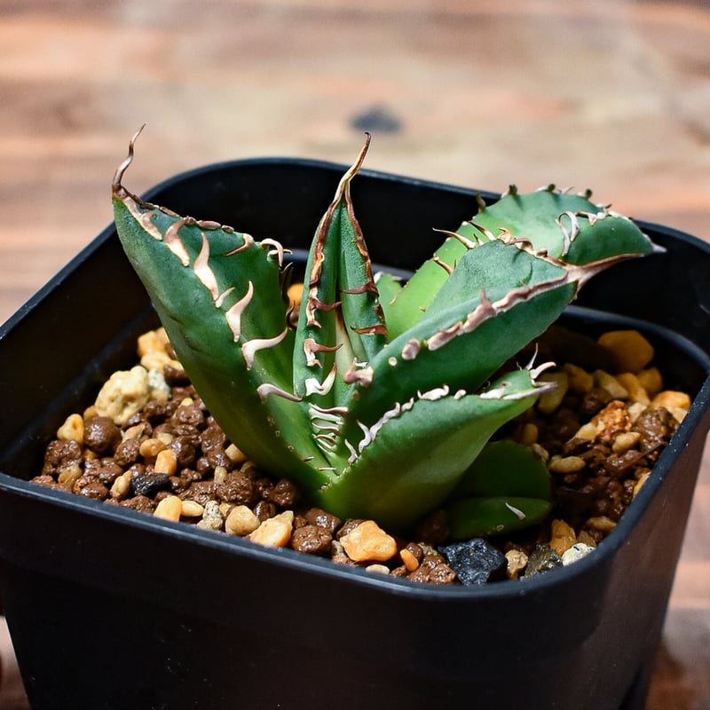 レア株】アガベ チタノタ 