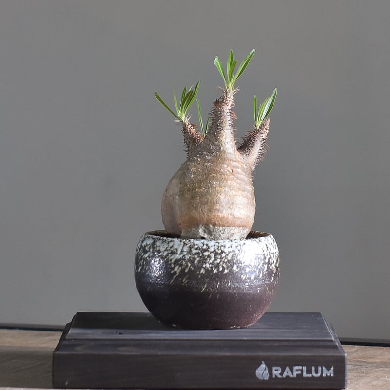 パキポディウム グラキリス【こんもりとした良型！イチ押しの株を是非