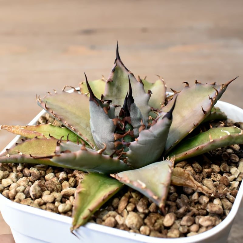 アガベ ハイブリット 