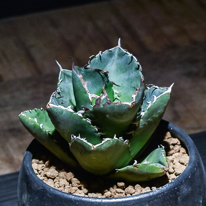 アガベ チタノタ ジャガーノート × FO-076 ハイブリッド (発根ずみ