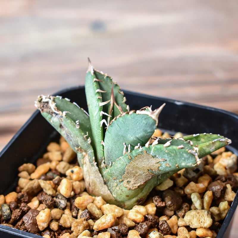 アガベ チタノタ 